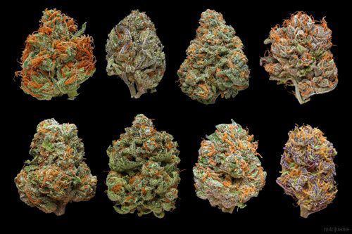 bluntrollerandsmoker: fLavors 