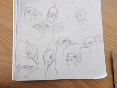 Peacock character -&gt; peacock studies(bonus Meli)