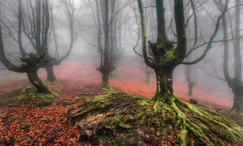 travelingcolors: Oztarreta Forest, Basque Country | Spain (by Javier de la Torre García)