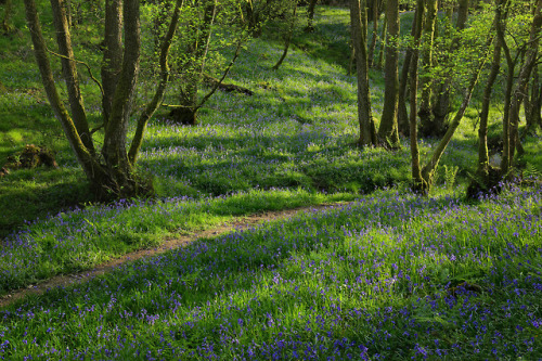 High Weald Bluebells by Alan MacKenzie www.facebook.com/alanmackenziephotography