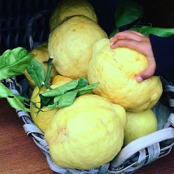 We found some big lemons today🇮🇹✌️