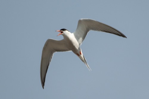 Common Tern (Sterna hirundo)© David Turgeon