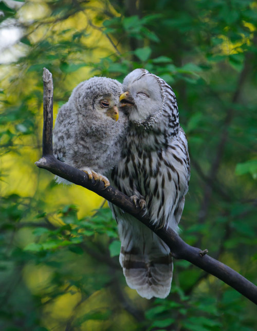 boredpanda: Birds Taking Care Of Their Babies