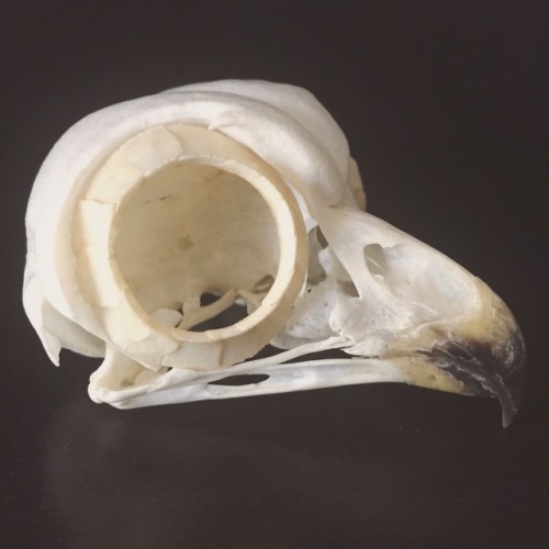 Barking owl skull