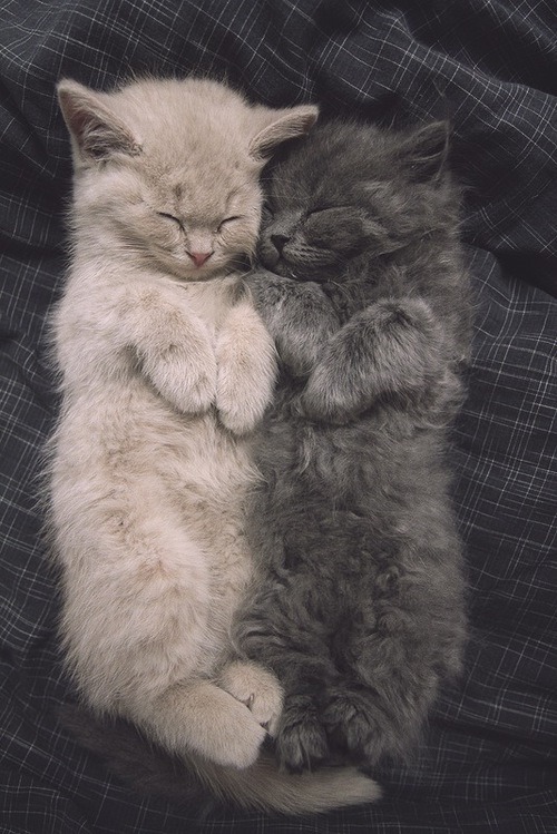 magics-secrets:  frick and frack….