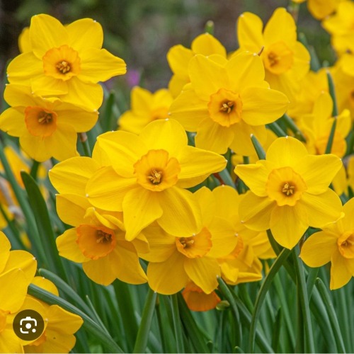 Jellical Cats' Favorite Flowers