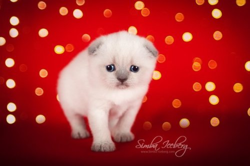  Let us introduce this little almost Christmas miracle! Scottish Fold kitten of blue point color. We