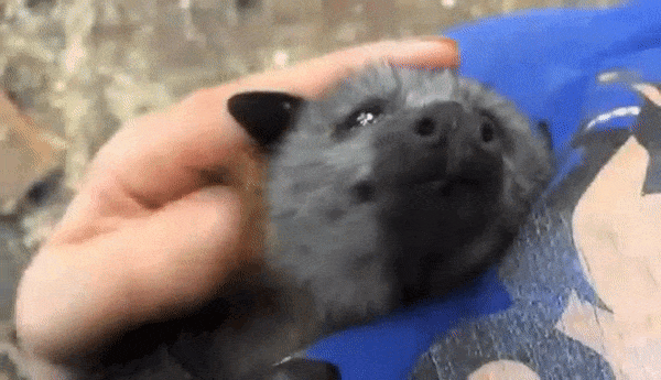 everythingfox:Baby fox bat
