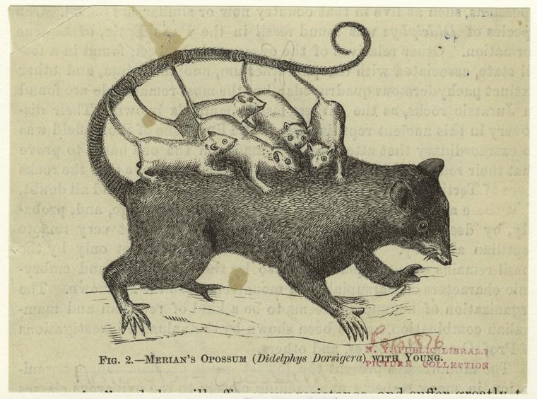 gunsandposes-history:  &ldquo;Merian’s opossum (Didelphys dorsigera) with young,&rdquo;