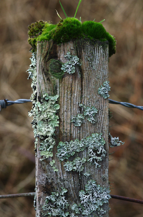 #FencepostOfTheWeek 