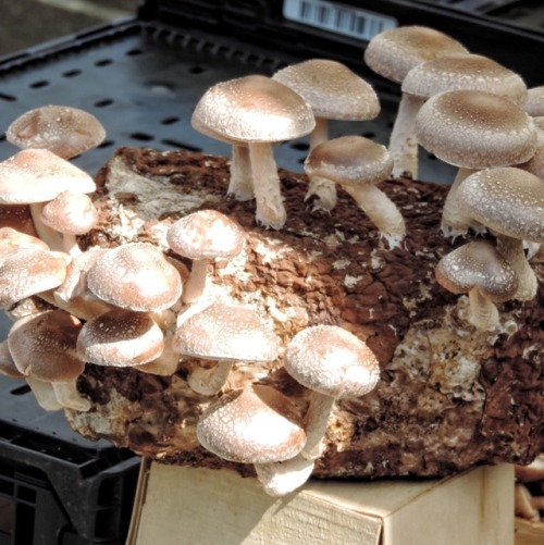 Mushrooms Growing on a Piece of Tree Bark, University District Farmer’s Market, Seattle, 2016.