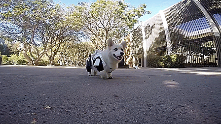 thewightknight:  May The Fluff Be With You    Winston the white corgi dresses up