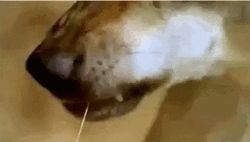 howtoskinatiger:  Iberian Wolves (Canis lupus signatus) (Video source) 