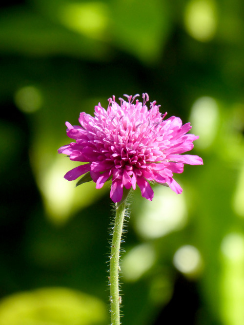 Summer flowers