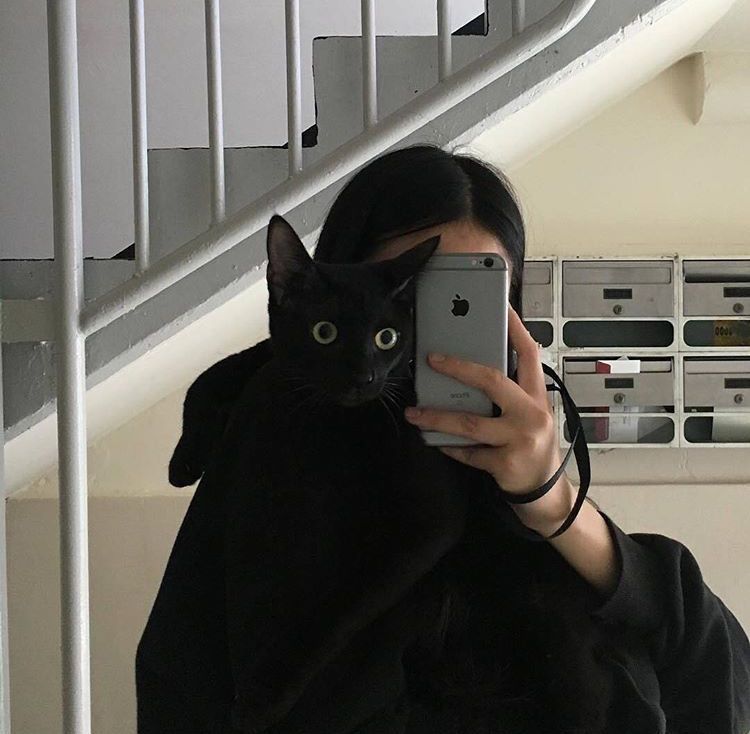 Black Cat Appreciation Post
