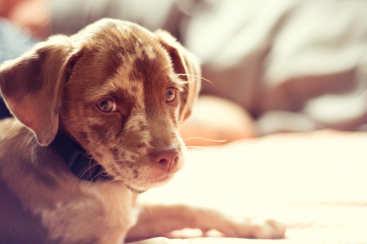 handsomedogs:  This is Copper; he’s 11 weeks old and was just recently rescued