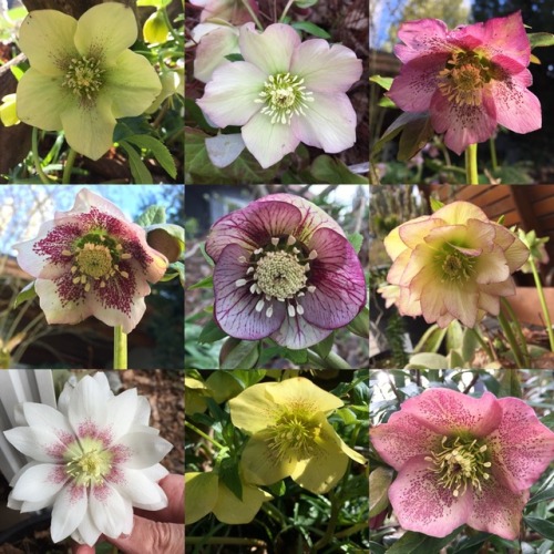 5-and-a-half-acres:Various hellebores part 1.