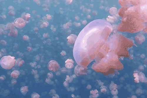 shiawaselalaland:dailydot:This isn’t an animation: It’s Jellyfish Lake, Palau, home to millions of n