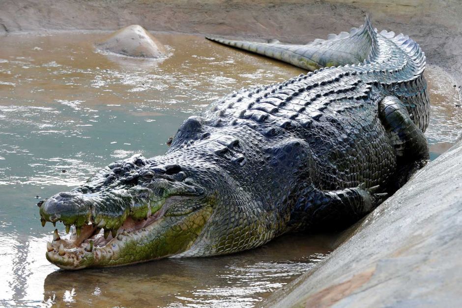 sarcosuchas:  Crocodile Database #13 Species: Saltwater Crocodile (Crocodylus porosus)