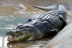 sarcosuchas:  Crocodile Database #13 Species: Saltwater Crocodile (Crocodylus porosus) Maximum Size: 7 metres &amp; 1200 Kg Localization: Southern Asia, Southern India, Northern Australia, New Guinea &amp; Indonesia Conservation Status: Least Concern