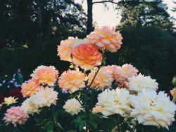 vvemodalen:  International Rose Test Garden | Summer 2015  The prettiest roses I’ve ever seen.  Couples and families out for a stroll, a group of friends sitting together reading their own books, the perfect weather, the sun beginning its descent for