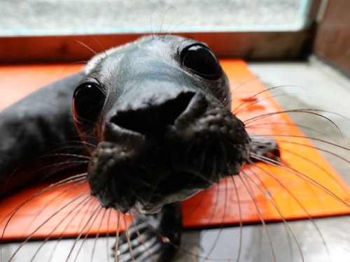 sealrescueireland: My what lovely whiskers you have Frangipani! Seals whiskers also known as vi