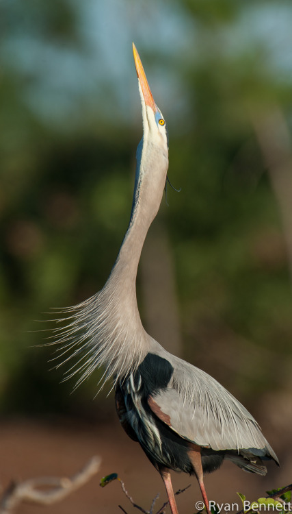  Great Blue Heron - Ardea herodiasThe Great Blue Heron, Ardea herodias (Pelecaniformes - Ardeidae), 