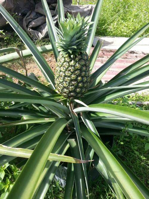 hueofthewind:  So this is how Pineapple looks like on the tree?!