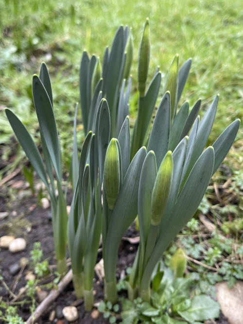 #365daysofbiking It’s coming, hold on:Wednesday January 20th 2021 – Kings Hill Park, Darlaston. Daff