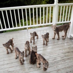 catsbeaversandducks:  Anchorage Resident Tim Newton Awoke To The Sound Of Something Running Across His Deck “Tim was awakened by noises on our deck last week - and looked outside. In astonishment, he grabbed his camera.. and can you believe it? Mama