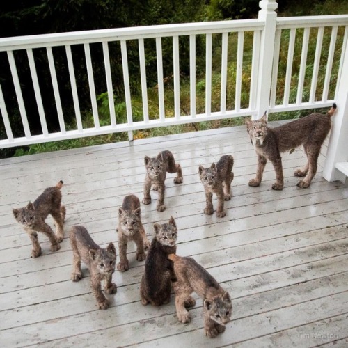 knight-gwaine: zooophagous: gelana78:  catsbeaversandducks:  Anchorage Resident Tim Newton Awoke To 