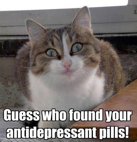 lolexpress:  LOL EXPRESS: funny pictures tumblr