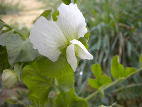 tityretupatulae:La primavera è la mia stagione.Il tempo dei prati, puntati di giallo, e dei cieli profondi, quinte maestose su cui s’attardano le nebbie grigiastre, più umide, e i castelli assolati di nuvole bianche, e poi, dietro, l’azzurro, più