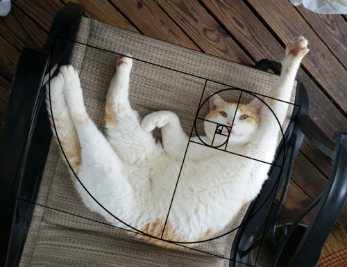 Furbonacci Sequence Proves That Cats Are Purrfect 