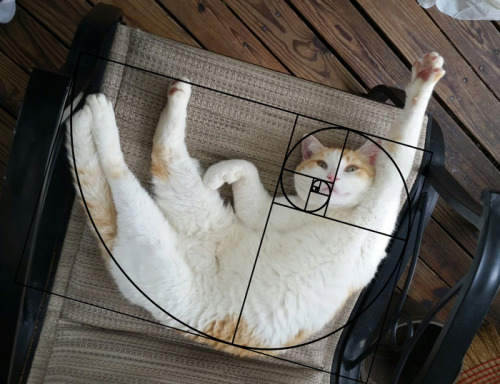 adramofpoison: blackmorgan: Furbonacci Sequence Proves That Cats Are Purrfect one toasty curl of pur