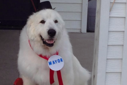 bunkotchi:  mentalflossr:  Dog elected mayor of Minnesota town  He Did it 