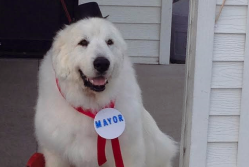 bunkotchi:mentalflossr:Dog elected mayor of Minnesota townHe Did it