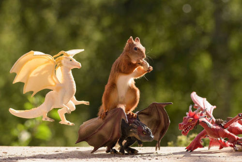 archiemcphee: Squirrels + Games of Thrones = Squirrel Game of Thrones, an awesome wildlife photo project created by Dutch photographer Geert Weggen.  “Game of Thrones” is such an inspiring and wonderful series. I had to create photos of squirrels