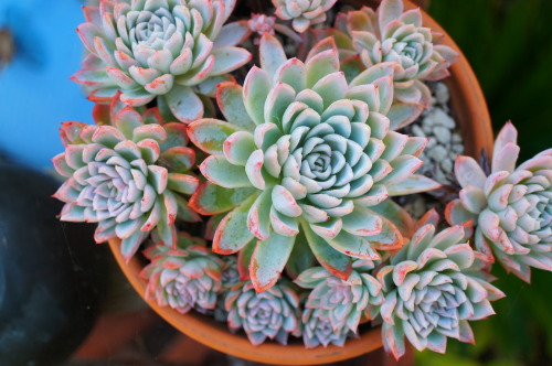 flora-file:
“Succulents in my garden - Nov 8 (by flora-file)
”