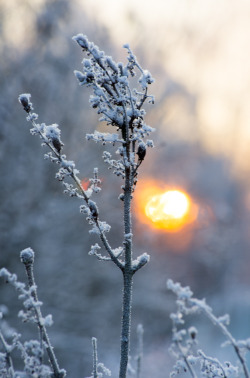 sublim-ature:  Göteborg, SwedenSource 