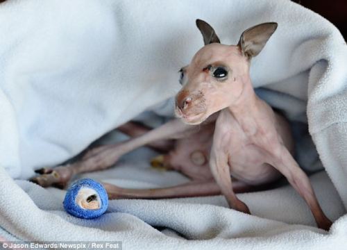 magicalnaturetour:  Blue Gum the baby kangaroo bounces back to life after he was pulled from dead mother’s pouch during bushfires.  : Blue Gum will be cared for at the wildlife center for two years. In the wild he would have stayed in his mother’s