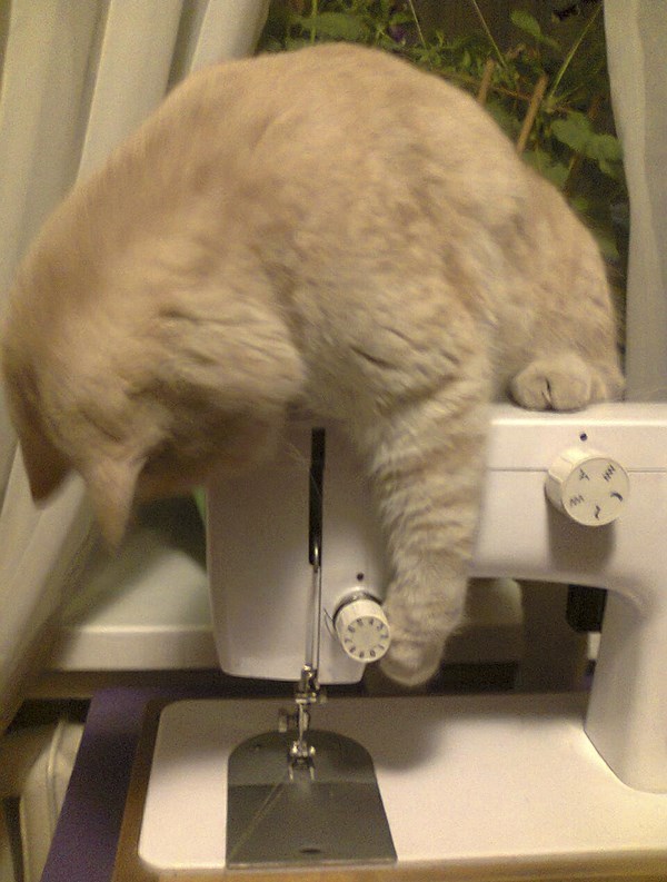 fantasticcatadventures:yes, I’m helping