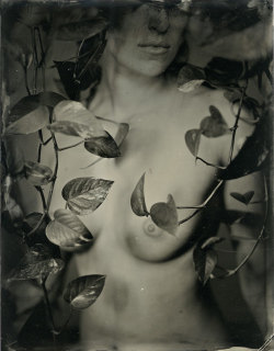 brookelabrie:  original 4x5 tintype now available