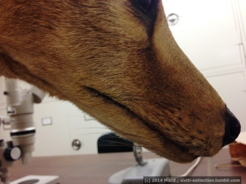 sixth-extinction:I was fortunate enough to finally view this beautiful thylacine specimen behind the