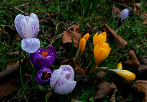 regnum-plantae: Crocus spp., Iridaceae C. flavus, C. vernus, C. vernus albiflorus, C. vernus ‘pickwick’ With some species and varieties of Crocus, I continue with the early-flowering geophytes I observed in this period. These are not from a botanic