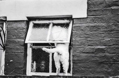 Jane Brown (English, 1925-2014, Dorset, England) - Hampshire, c. 1987  Photography