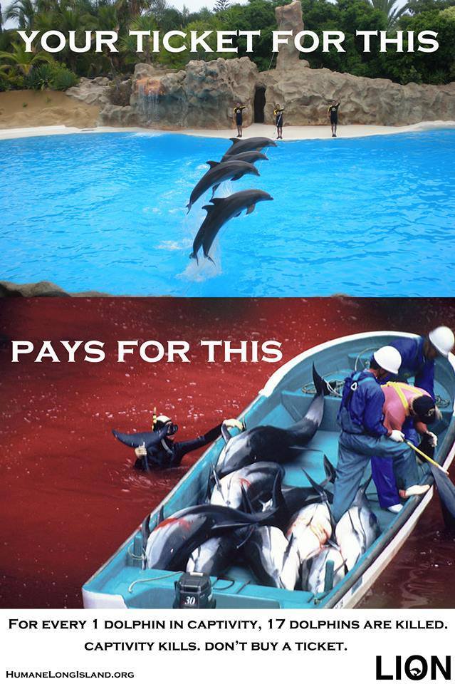 humanelongisland:  More than 250 bottlenose dolphins have been corralled into Japan’s