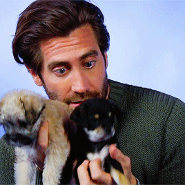 manny-jacinto:Jake Gyllenhaal Plays With Puppies While Answering Fan Questions