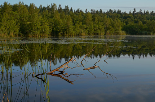 swedishlandscapes:Wilderness.