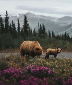 hippie-district-emr:Grizzlie bears in Yukon